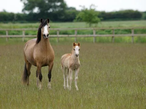Mare and Foal Stock Photos