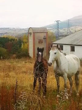 Mare and foal Stock Photos