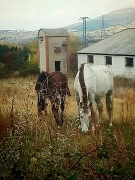 Mare and foal Stock Photos