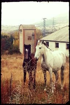 Mare and foal Stock Photos