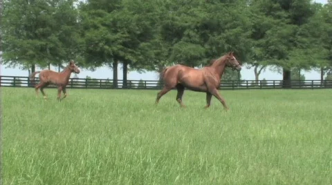 Mare and foal running Stock Footage