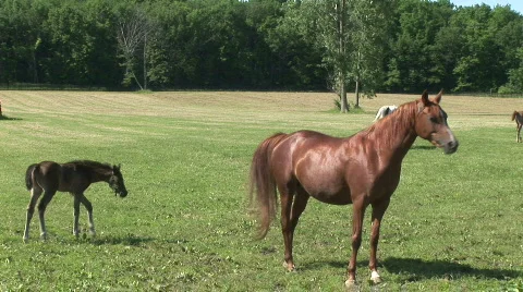 Mare and foal walk by camera Stock Footage 526074