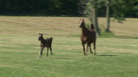 Mare and foals running Stock Footage 524930