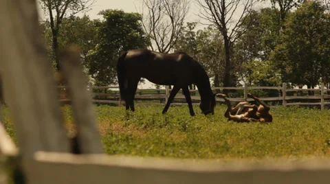 Mare and happy foal. Stock Footage