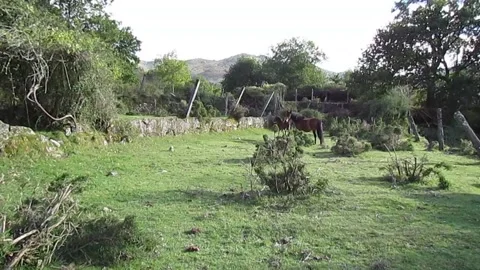 The mare and her calf and the male horse hide from human presence. Stock Footage 252944616