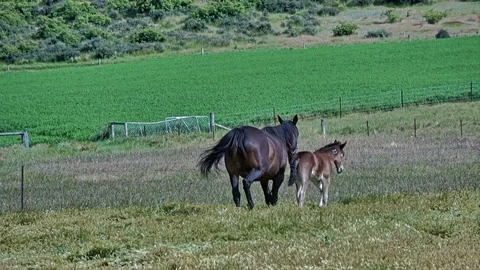 Mare and her foal Stock Footage 113706108
