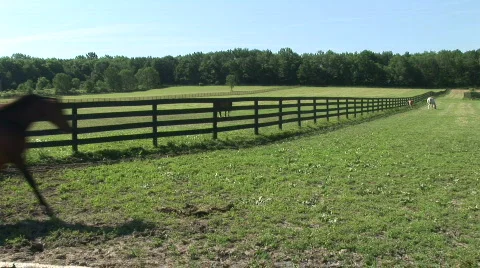 A mare and her foal run out to pasture Stock Footage 526233