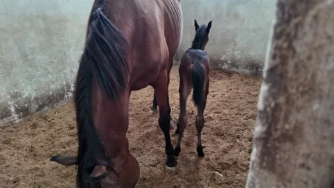 A mare and her newborn foal resting in a stable environment. Stock Footage 343377131