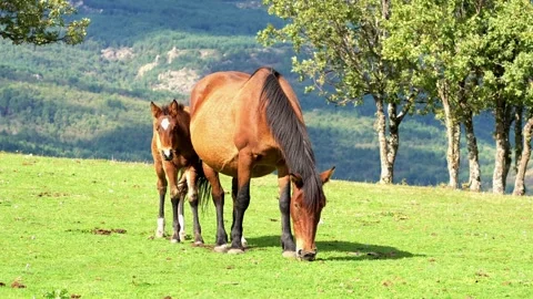 Mare and her young foal grazing on a green mountain pasture Stock Footage 340037507