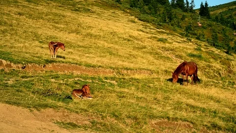 Mare and two foals on pasture in mountains Stock Footage 72130601