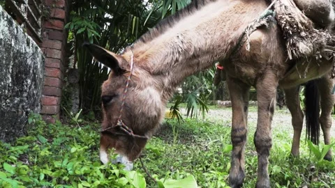 Mare to carry sugar cane Stock Footage 150983643