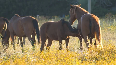 Mare feeding a young brown foal Stock Footage 112115441