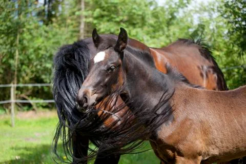 Mare flies foal Stock Photos