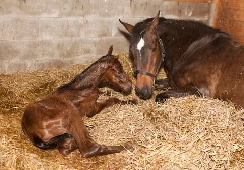 Mare with foal after birth Stock Photos