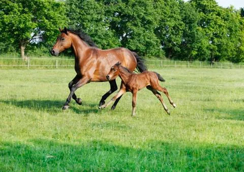 Mare with foal gallops Stock-Fotos
