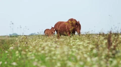 Mare with foal go on field Vídeo Stock 53311748