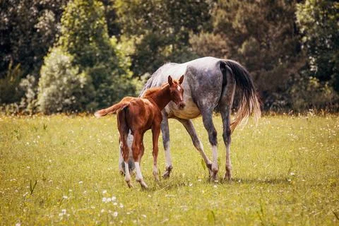 Mare with Foal Grazing in a Meadow Stock Photos