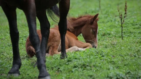 Mare with foal in the meadow 무료 스톡 동영상 87746931