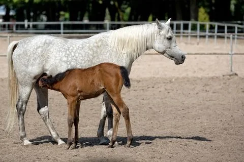 Mare with foal in the meadow Stock Photos