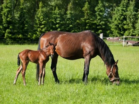 Mare with foal Stock Photos