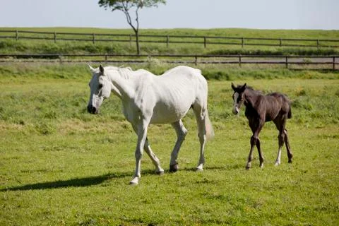 Mare with foal 写真素材