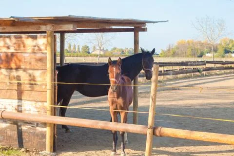 Mare with foal Stock Photos