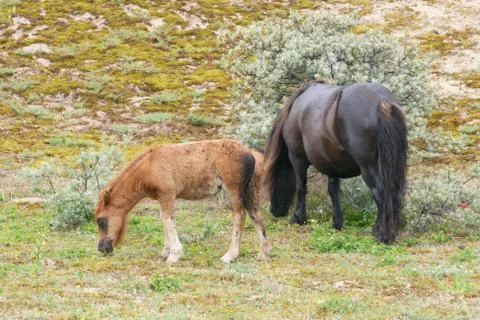 Mare with foal Stock Photos