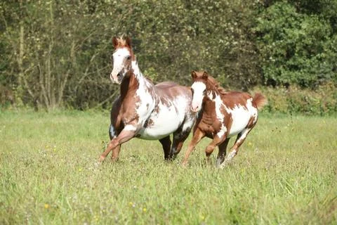 Mare with foal running in freedom Stock Photos