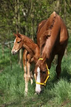 Mare with foal in spring Stock Photos