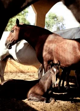 Mare with foal standing in the barn 写真素材