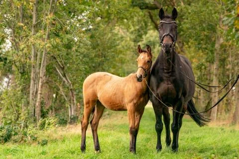 A mare with a foal standing on a forest path surrounded by autumn colors Foto stock