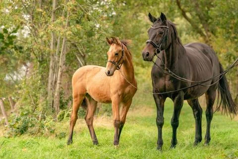 A mare with a foal standing on a forest path surrounded by autumn colors Stock Photos