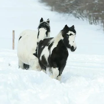 Mare with foal together in winter Stock Photos