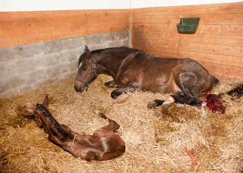 Mare gave birth to foals Stock Photos