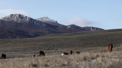 Mare grazing in the background of snowy mountains Stock Footage 98482289
