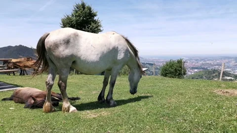 Mare grazing grass while her foal rests and sunbathes Stock Footage 134610197