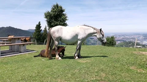 Mare grazing grass while her foal rests and sunbathes Stock Footage 134610282