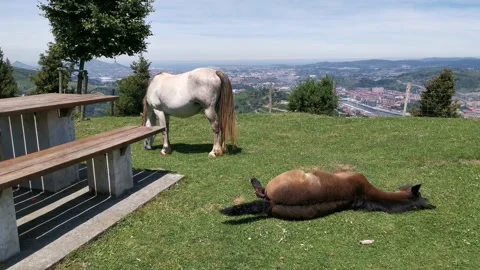 Mare grazing grass while her foal rests and sunbathes Stock Footage 134611050
