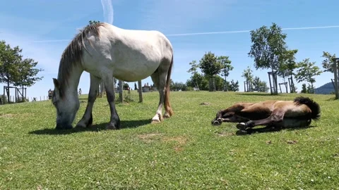 Mare grazing grass while her foal rests and sunbathes Stock Footage 134611128