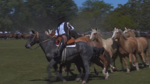 A Mare Guided by a Gaucho Commands a Complete Heard of Horses, Argentina Видео 99307890