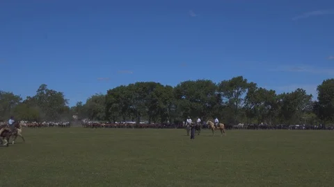 A Mare Guided by a Gaucho Commands a Complete Heard of Horses, Argentina 스톡 동영상 99308131