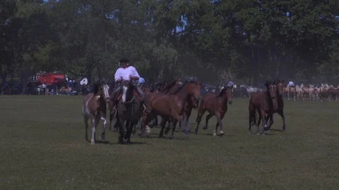 A Mare Guided by a Gaucho Commands a Complete Heard of Horses, Argentina Видео 99308174