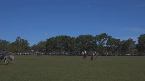 A Mare Guided by a Gaucho Commands a Complete Heard of Horses, Argentina Видео 99308304