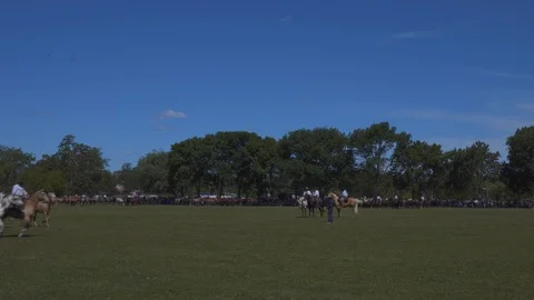 A Mare Guided by a Gaucho Commands a Complete Heard of Horses, Argentina Видео 99308846