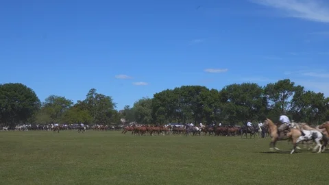 A Mare Guided by a Gaucho Commands a Complete Heard of Horses, Argentina Видео 99309273