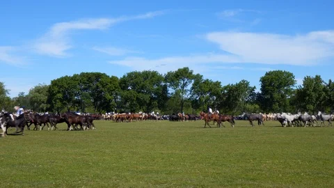 A Mare Guided by a Gaucho Commands a Complete Heard of Horses, Argentina Видео 99311187