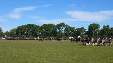 A Mare Guided by a Gaucho Commands a Complete Heard of Horses, Argentina Видео 99311299