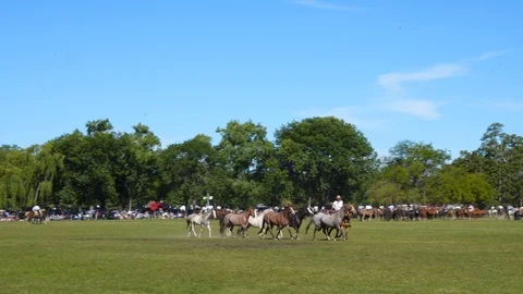 A Mare Guided by a Gaucho Commands a Complete Heard of Horses, Argentina Видео 99311505