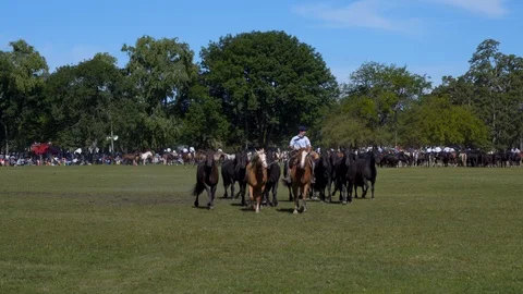 A Mare Guided by a Gaucho Commands a Complete Heard of Horses, Argentina Видео 99311674
