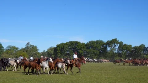 A Mare Guided by a Gaucho Commands a Complete Heard of Horses, Argentina Видео 99312224